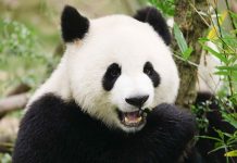 Từ vựng Tiếng Trung về Các loài Động vật Từ vựng Tiếng Trung về Các loài Động vật