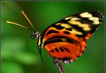 Từ vựng Tiếng Trung về Côn trùng 1 Từ vựng Tiếng Trung về Côn trùng 1